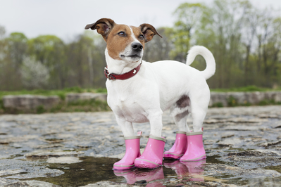 Mark dog with boots