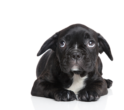 Sarah sad black puppy