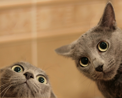 Two cats staring